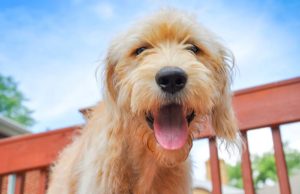 High Cholesterol May Be Good for Dogs with Bone Cancer High Cholesterol May Be Good for Dogs with Bone Cancer