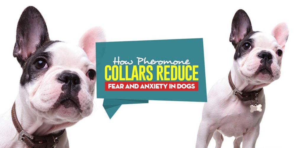 Curated visual reference: Gallery Detail: How Pheromone Collars Reduce Fear And Anxiety In Dogs