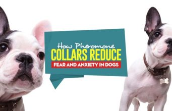 How Pheromone Collars Reduce Fear and Anxiety in Dogs How Do Pheromone Collars Reduce Fear and Anxiety in Dogs