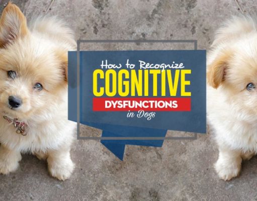 How to Recognize Cognitive Dysfunctions in Dogs and What You Can Do to Help Them How Do You Recognize Cognitive Dysfunctions in Dogs and What You Can Do to Help Them