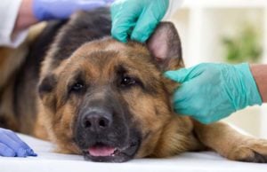 How Selective Breeding in German Shepherds Leads to Bad Health How Selective Breeding in German Shepherds Leads to Bad Health