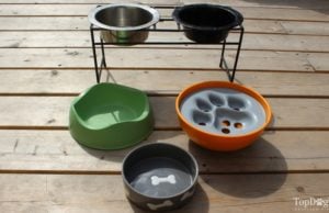 How to Choose the Right Dog Bowl How To Choose the Right Dog Bowl