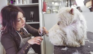 If you have a dog sitter If you have a dog sitter
