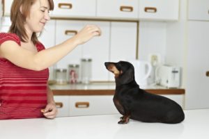 How to Groom a Dog 101 - The Largest Free All-in-One Course for Beginners How to Groom a Dog 101 - The Largest Free All-in-One Course for Beginners