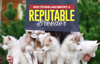 How to Find and Identify A Reputable Dog Breeder How to Find a Reputable Dog Breeder Locally