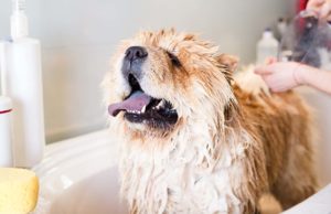 How to Groom a Dog: All-in-One Guide for Beginners How to Groom a Dog - The Largest FREE Course for Beginners (All-in-One) featured image