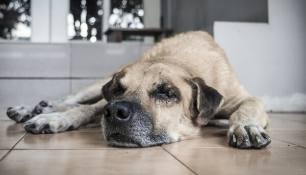 How to Recognize Cognitive Dysfunctions in Dogs (and what to do)