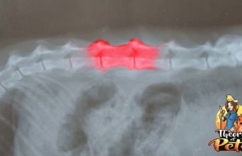 TOP #24: Intervertebral Disc Disease in Dogs Intervertebral Disc Disease in Dogs