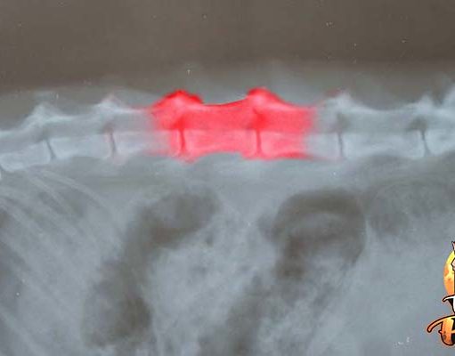 TOP #24: Intervertebral Disc Disease in Dogs Intervertebral Disc Disease in Dogs