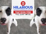 23 Hilarious Things That Dogs Wish They Could Tell You Most Hilarious Things That Dogs Wish They Could Tell You
