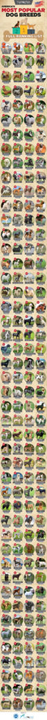 200 Most Popular Dogs In America 2020 Rankings Infographic 