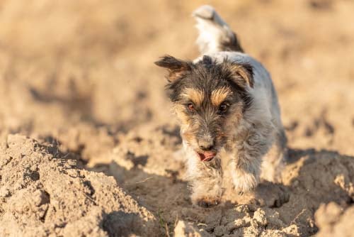 Protect Your Dog’s Paws from Dangerous Surfaces