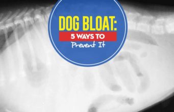 Dog Bloat: 5 Ways to Prevent It Reasons for Dog Bloat