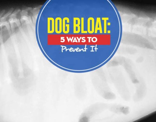 Dog Bloat: 5 Ways to Prevent It Reasons for Dog Bloat