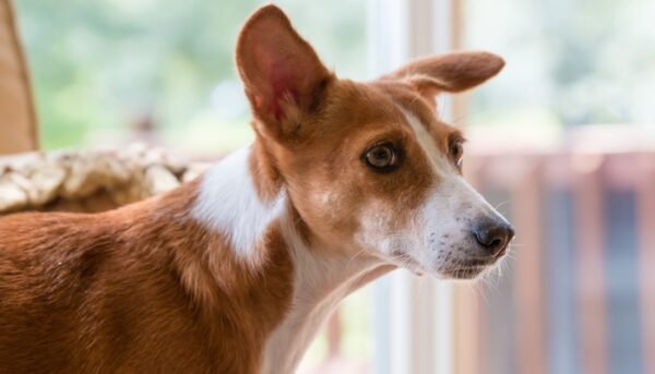 Photo inspiration: Gallery Detail: 4 Factors That Cause Anxiety In Dogs According To Research