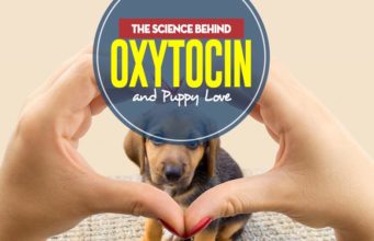 The Science Behind Oxytocin and Puppy Love The Real Science Behind Oxytocin and Puppy Love