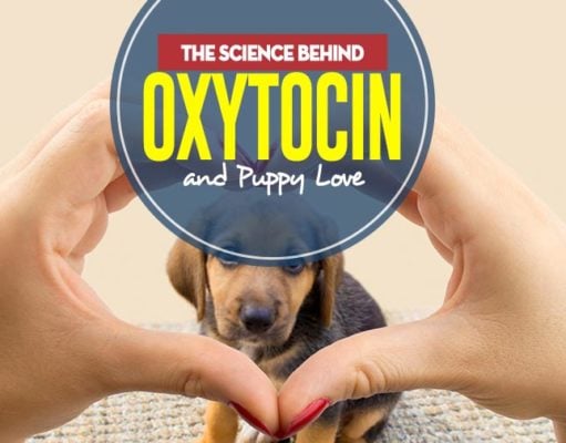 The Science Behind Oxytocin and Puppy Love The Real Science Behind Oxytocin and Puppy Love