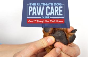 7 Ways to Keep Dog Paws Healthy The Ultimate Dog Paw Care Guide