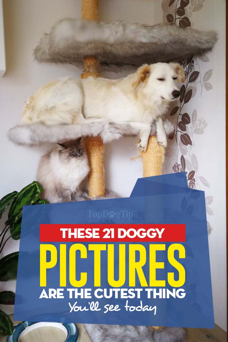 These Doggy Pictures Are the Cutest Thing You’ll See Today