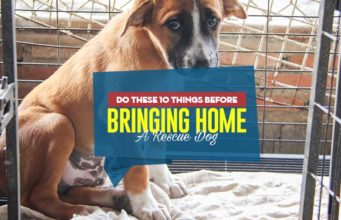 Do These 10 Things Before Bringing Home A Rescue Dog Top 10 Things To Do Before Bringing Home A Rescue Dog