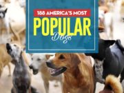 Most Popular Dogs in America (Infographic) Top 188 America's Most Popular Dogs