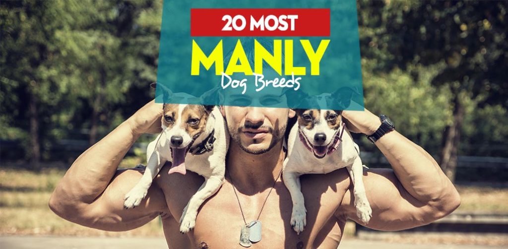 20 Manly Dog Breeds: Masculine Dogs At Your Service!