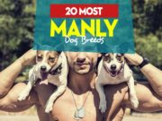 20 Manly Dog Breeds: Masculine Dogs At Your Service! Top 20 Most Manly Dog Breeds