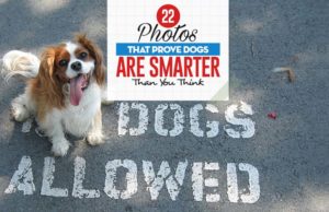 22 Photos That Prove Dogs Are Smarter Than You Think Top 22 Photos That Prove Dogs Are Smarter Than You Think