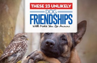 These 23 Unlikely Dog Friendships Will Make You Go Awww Top 23 Unlikely Dog Friendships Will Make You Go Awww