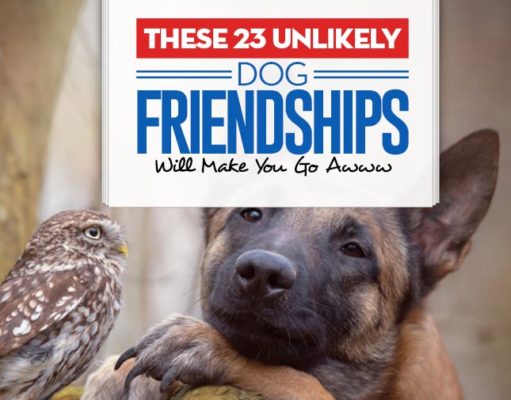 These 23 Unlikely Dog Friendships Will Make You Go Awww Top 23 Unlikely Dog Friendships Will Make You Go Awww