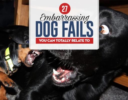 27 Embarrassing Dog Fails You Can Totally Relate To Top 27 Embarrassing Dog Fails You Can Totally Relate To