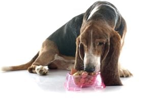 45 Best Senior Dog Food Brands for Health and Longer Lifespan Top 45 Best Senior Dog Food Brands for Health and Longevity