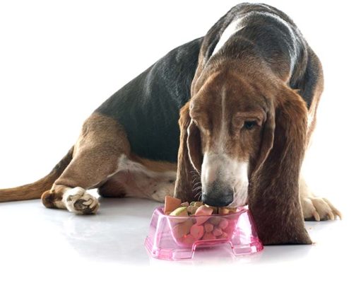45 Best Senior Dog Food Brands for Health and Longer Lifespan Top 45 Best Senior Dog Food Brands for Health and Longevity