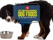 Best Dog Food for Bernese Mountain Dog: 7 Vet Recommended Brands Top Best Dog Food for Bernese Mountain Dog