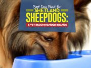 Best Dog Food for Shetland Sheepdogs: 8 Vet-Recommended Brands Top Best Dog Food for Shetland Sheepdogs