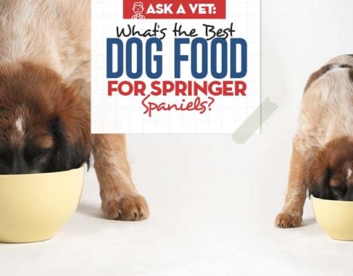 Best Dog Food for Springer Spaniels: 9 Vet Recommended Brands Top Best Dog Food for Springer Spaniels