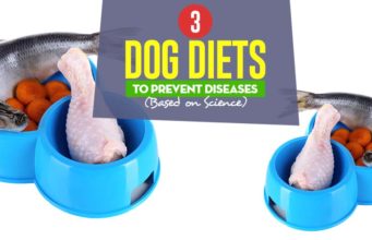 3 Dog Food Diets to Prevent Diseases (Based on Science) Top Dog Food Diets to Prevent Diseases