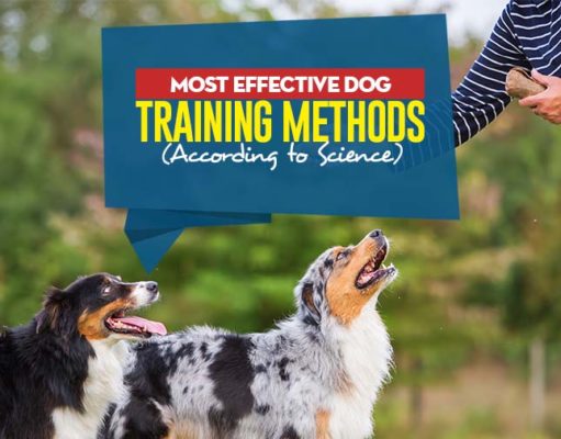 Most Effective Dog Training Methods According to Science Top Most Effective Dog Training Methods According to Science