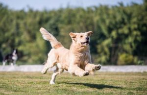 Duchenne Muscular Dystrophy in Dogs Can Finally Be Treated We Finally Have Treatment for Duchenne Muscular Dystrophy in Dogs