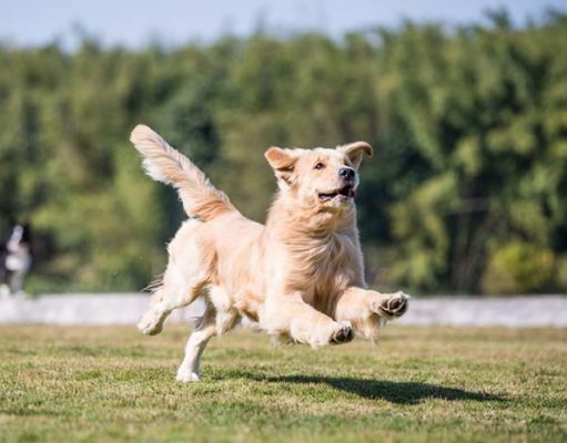 Duchenne Muscular Dystrophy in Dogs Can Finally Be Treated We Finally Have Treatment for Duchenne Muscular Dystrophy in Dogs