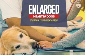 Enlarged Heart in Dogs (Dilated Cardiomyopathy): What You Must Know What Is Enlarged Heart in Dogs (Dilated Cardiomyopathy)