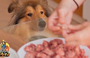 TOP #26: Who Benefits from Homemade Dog Food the Most Who Benefits from Homemade Dog Food the Most