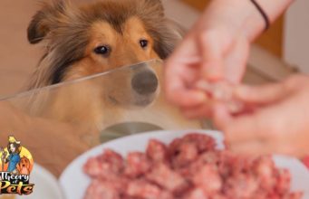 TOP #26: Who Benefits from Homemade Dog Food the Most Who Benefits from Homemade Dog Food the Most