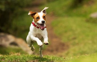 You Can Now Find Out If Your Dog Has ADHD You Can Now Find Out If Your Dog Has ADHD