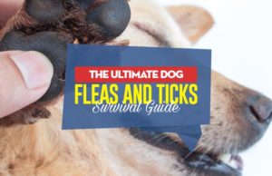 The Ultimate Dog Fleas and Ticks Survival Guide Your Dog Fleas and Ticks Survival Guide
