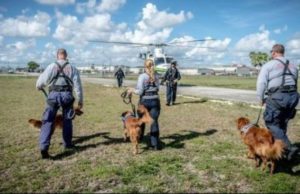 Why Search and Rescue Dogs Are Not Affected By Travel Stress Stress Doesn’t Change Performance of Search and Rescue Dogs