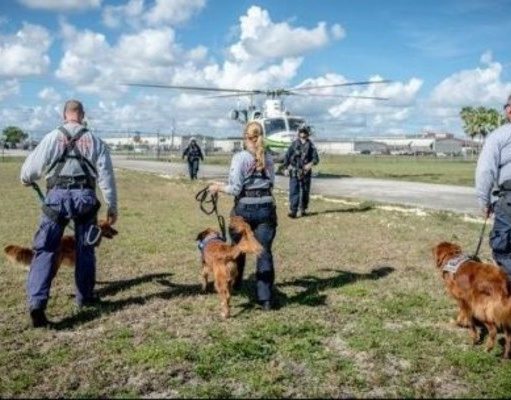 Why Search and Rescue Dogs Are Not Affected By Travel Stress Stress Doesn’t Change Performance of Search and Rescue Dogs