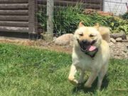 Dog Chained for First 3 Years of Life Runs for the First Time