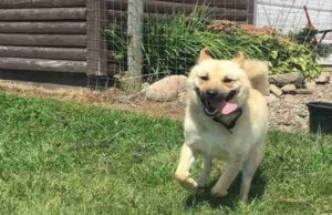 Dog Chained for First 3 Years of Life Runs for the First Time