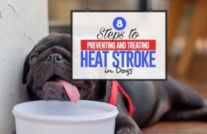 8 Steps to Preventing and Treating Heat Stroke in Dogs All the Steps to Preventing and Treating Heat Stroke in Dogs